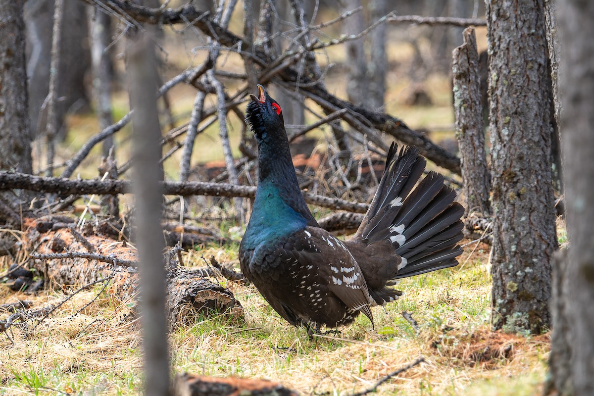 Black-billed Capercaillie - ML620274157