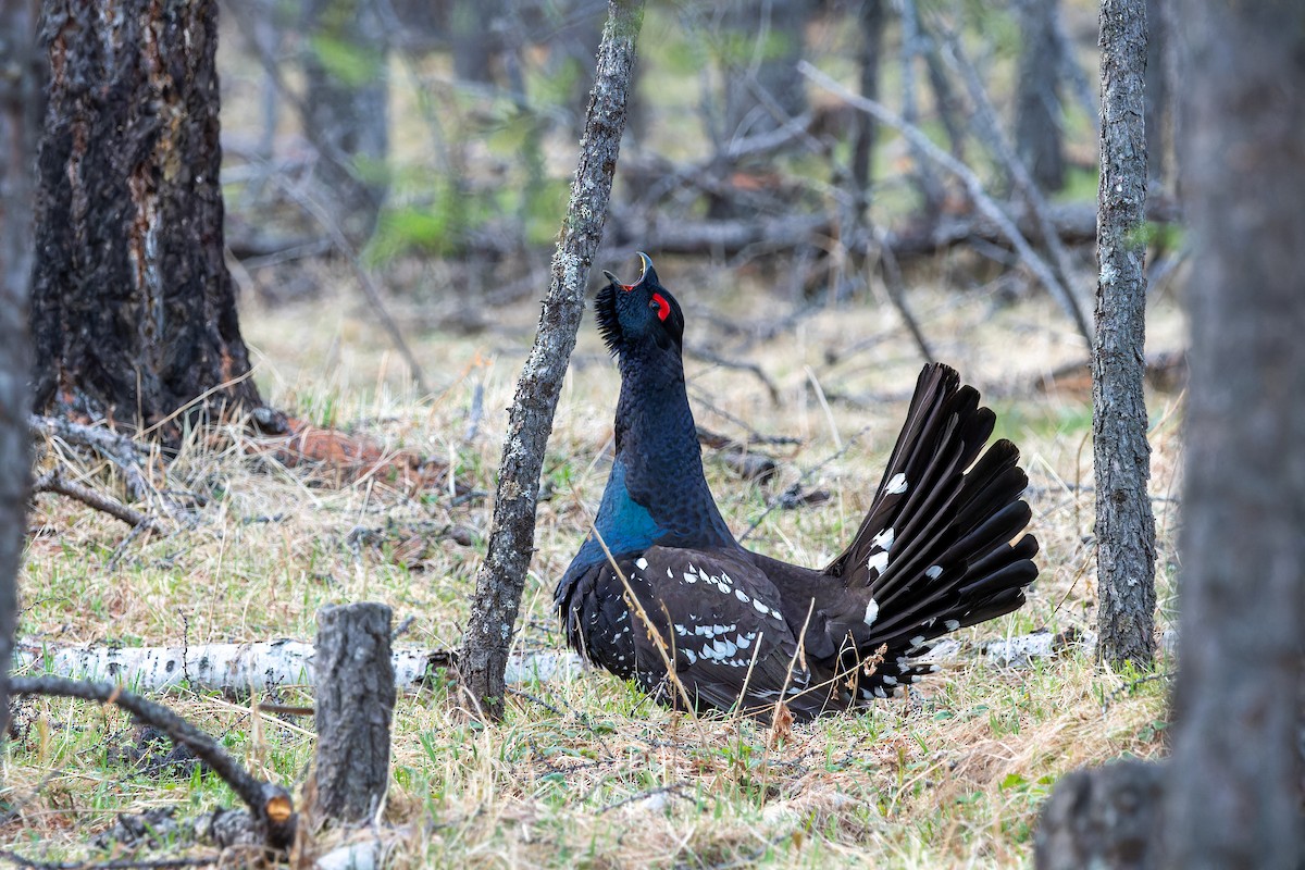 Black-billed Capercaillie - ML620274158