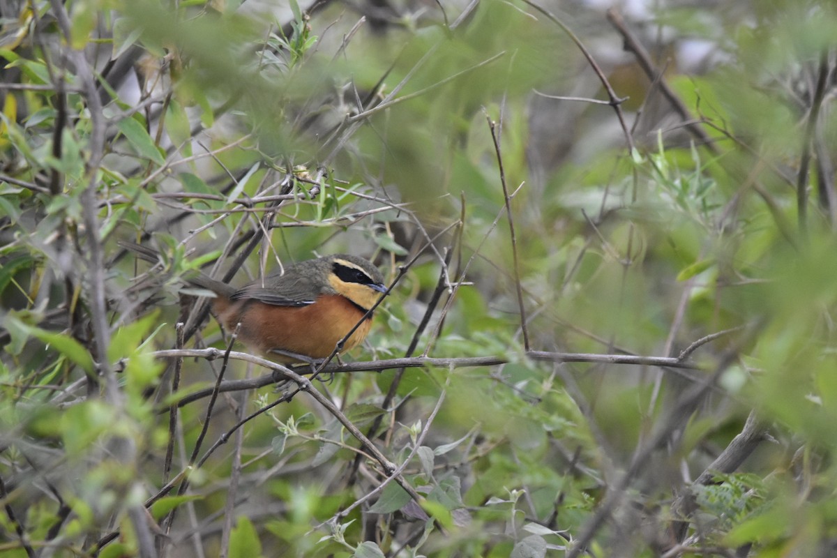 Olivscheitel-Bandvogel - ML620274161