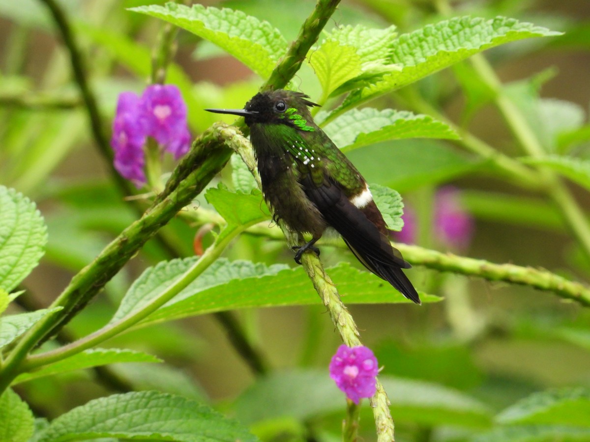 Butterfly Coquette - Francisco Sornoza