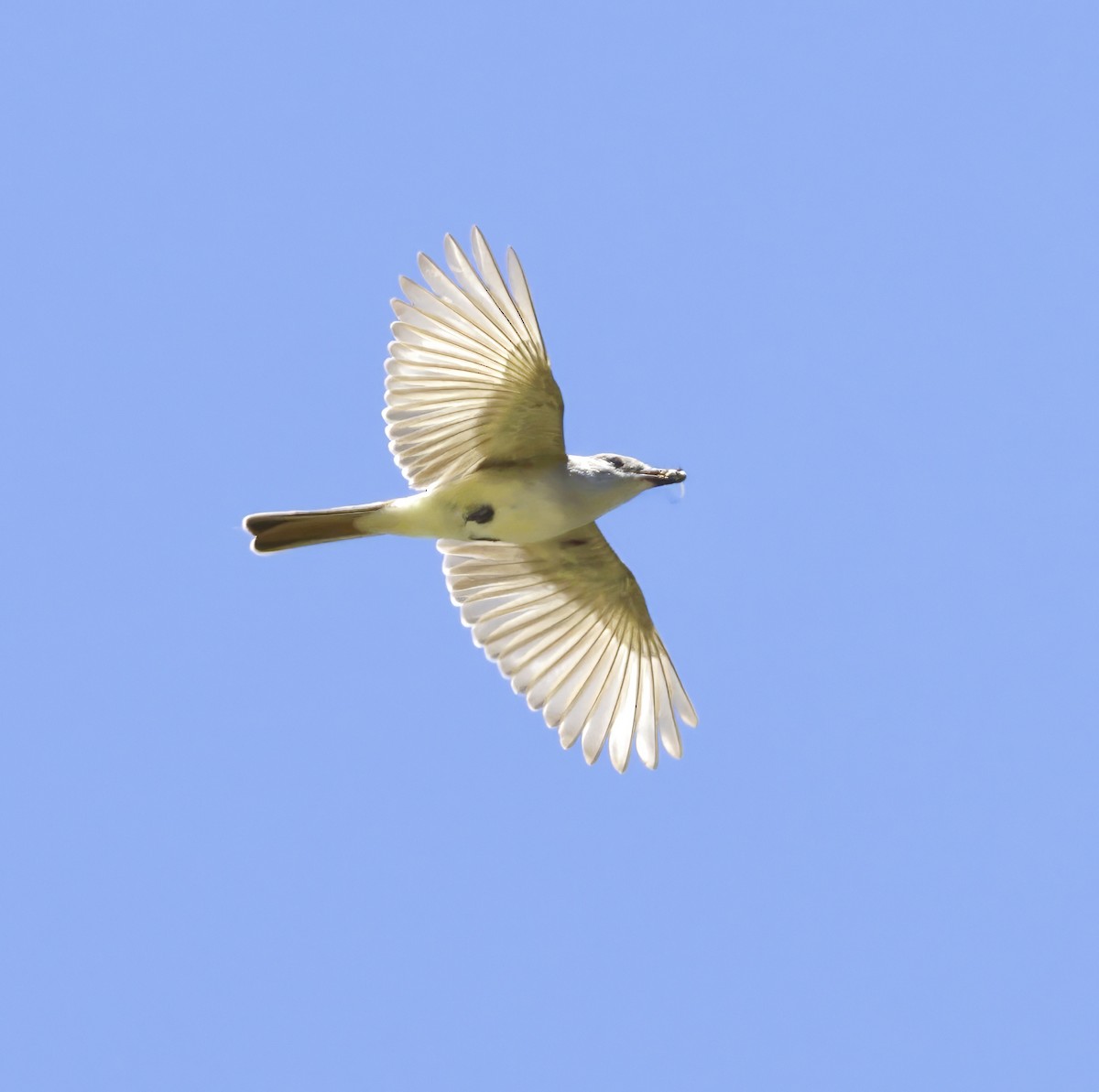 Ash-throated Flycatcher - ML620274180