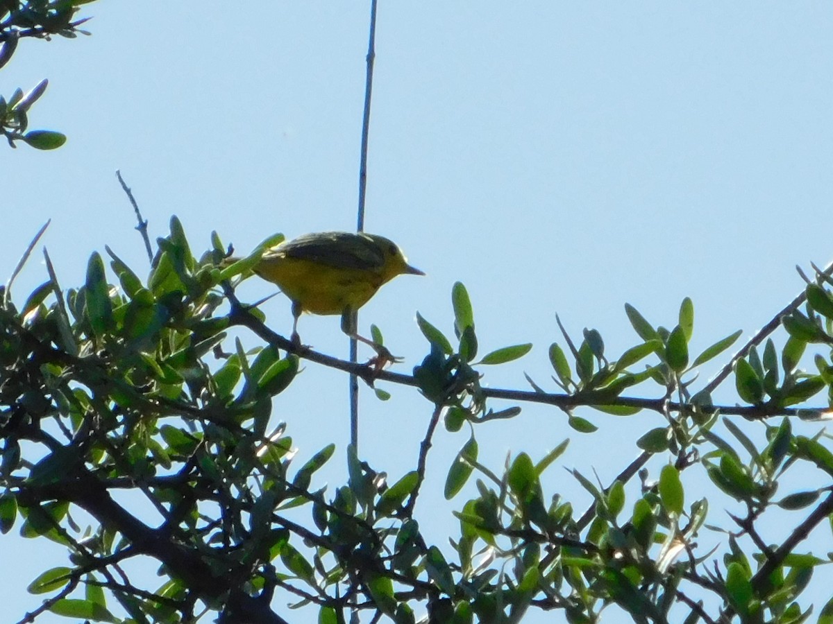 Yellow Warbler (Northern) - ML620274186