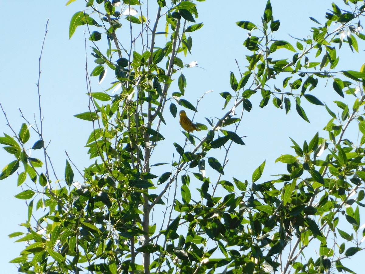 Yellow Warbler (Northern) - ML620274187