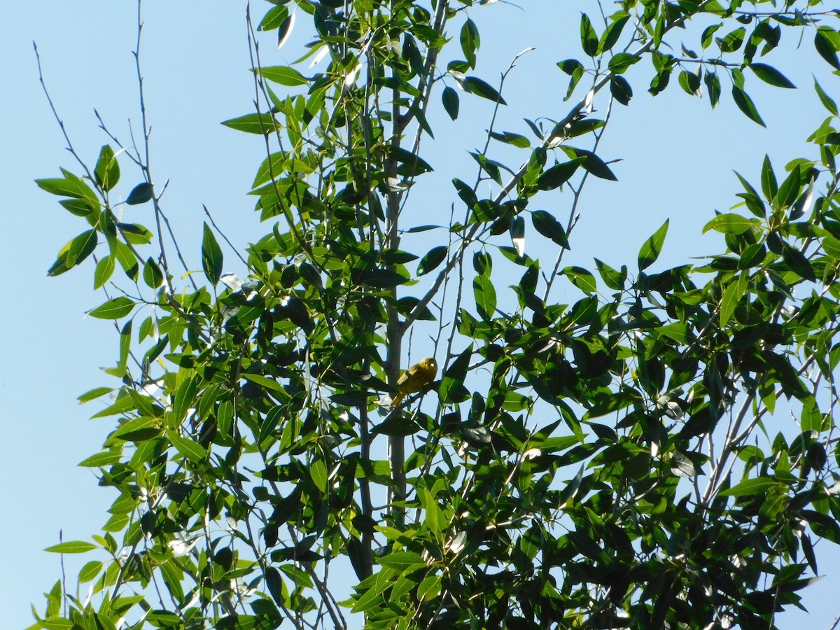 Yellow Warbler (Northern) - ML620274188