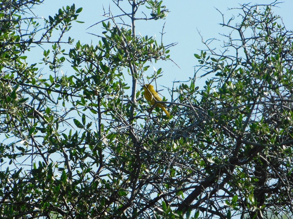 Yellow Warbler (Northern) - ML620274189