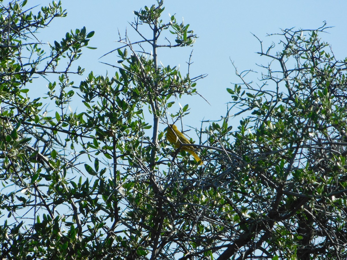 Yellow Warbler (Northern) - ML620274190