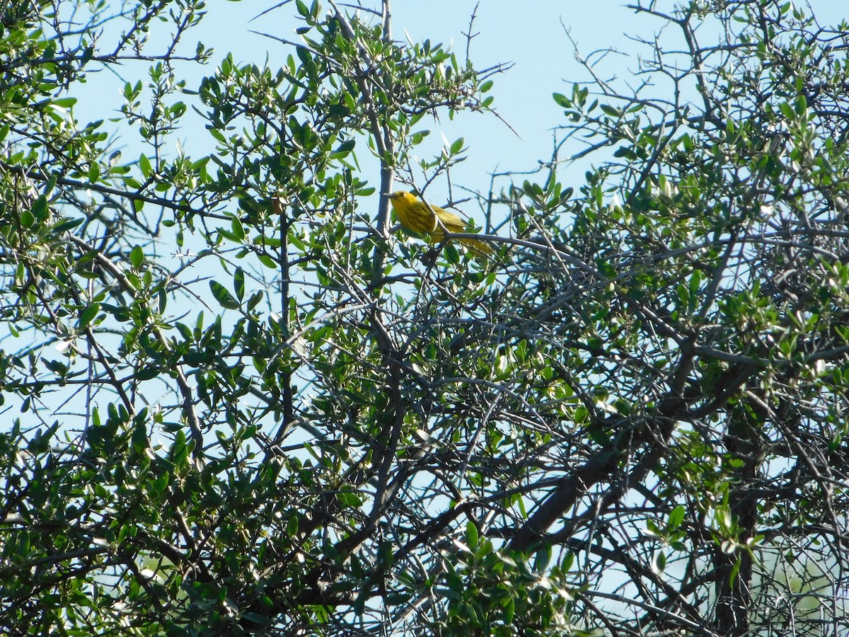 Yellow Warbler (Northern) - ML620274191