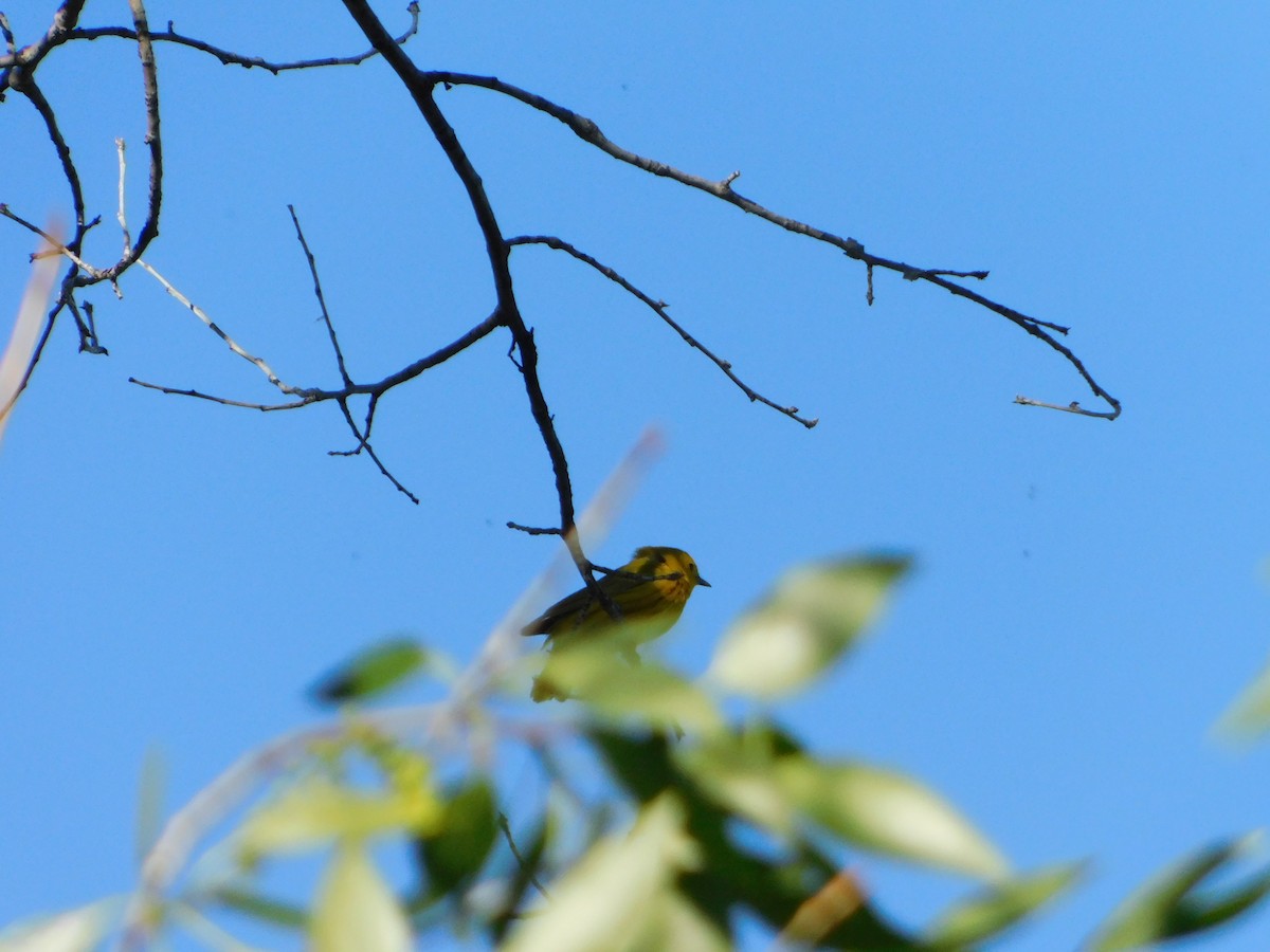 Yellow Warbler (Northern) - ML620274192