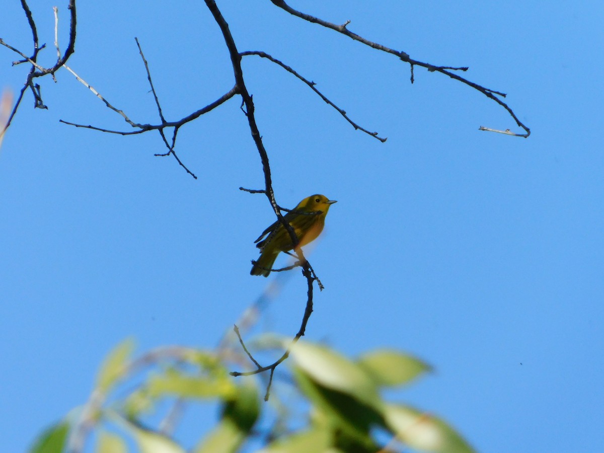 Yellow Warbler (Northern) - ML620274193