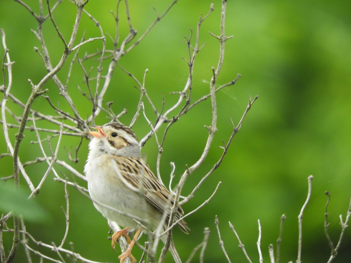 Clay-colored Sparrow - ML620274194