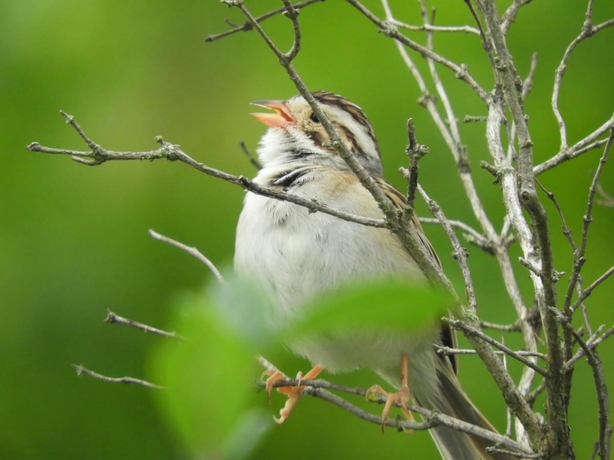 Clay-colored Sparrow - ML620274195