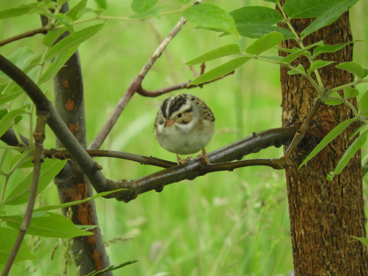 Clay-colored Sparrow - ML620274196