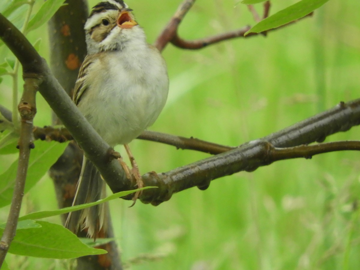 Clay-colored Sparrow - ML620274197