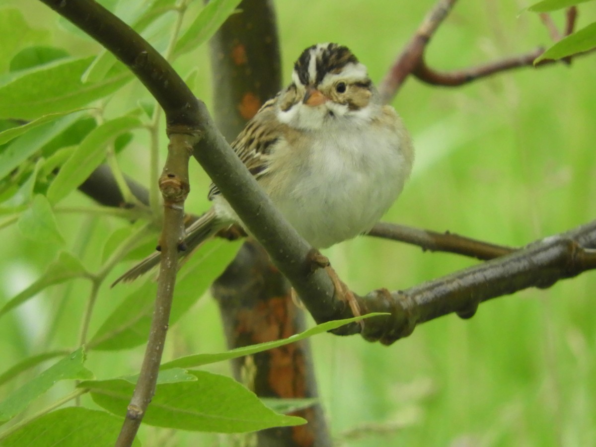Clay-colored Sparrow - ML620274198