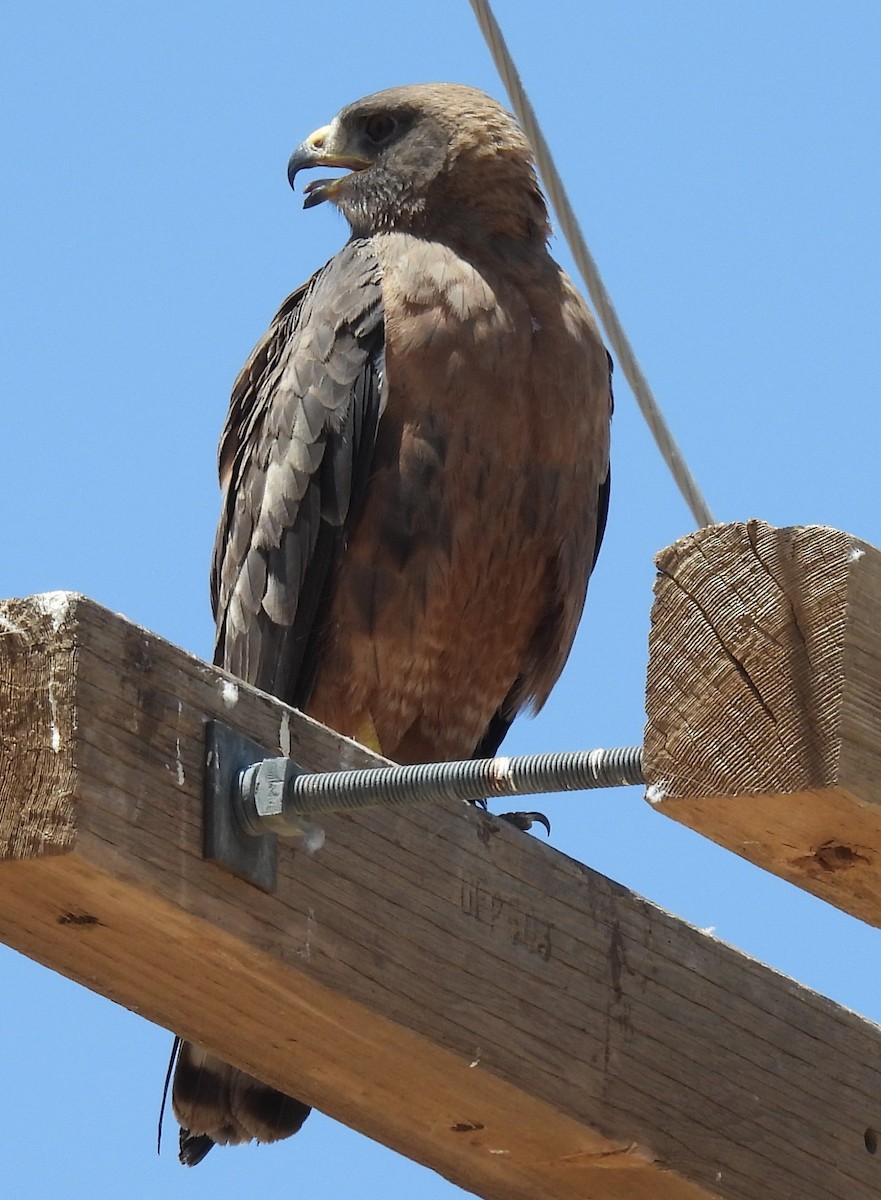 Swainson's Hawk - ML620274201