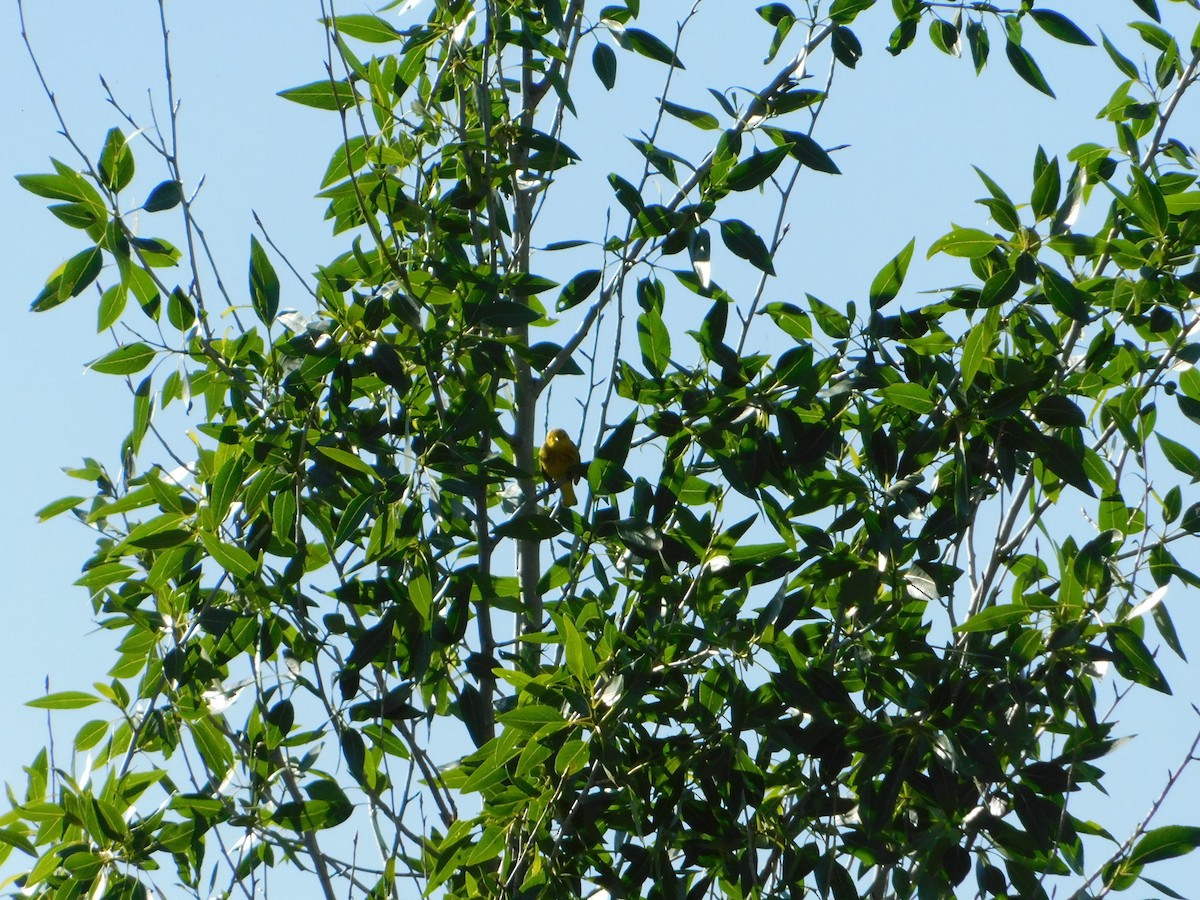 Yellow Warbler (Northern) - ML620274202