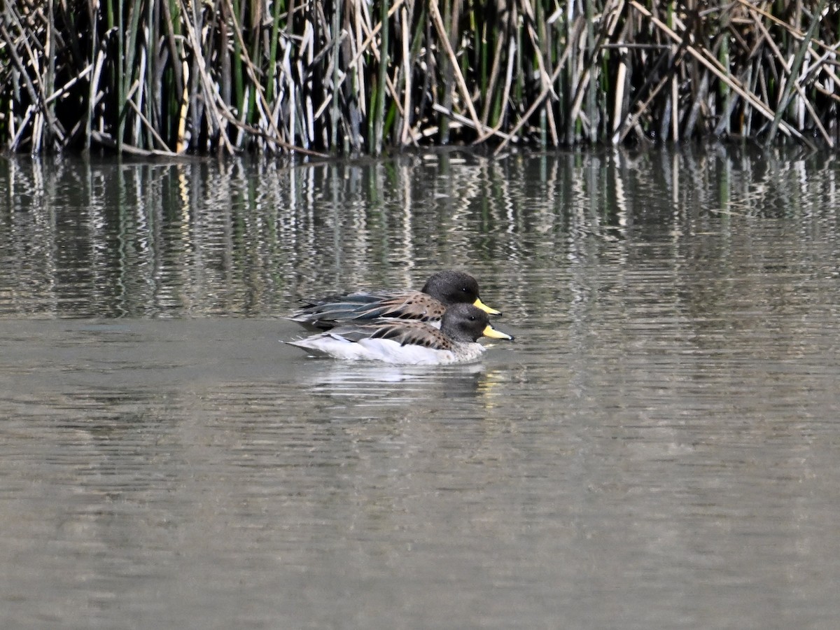 Yellow-billed Teal - ML620274203