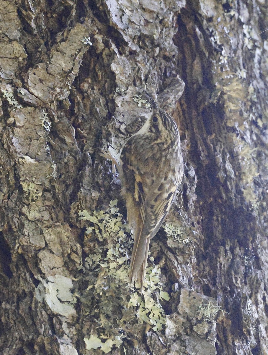 Brown Creeper - ML620274206