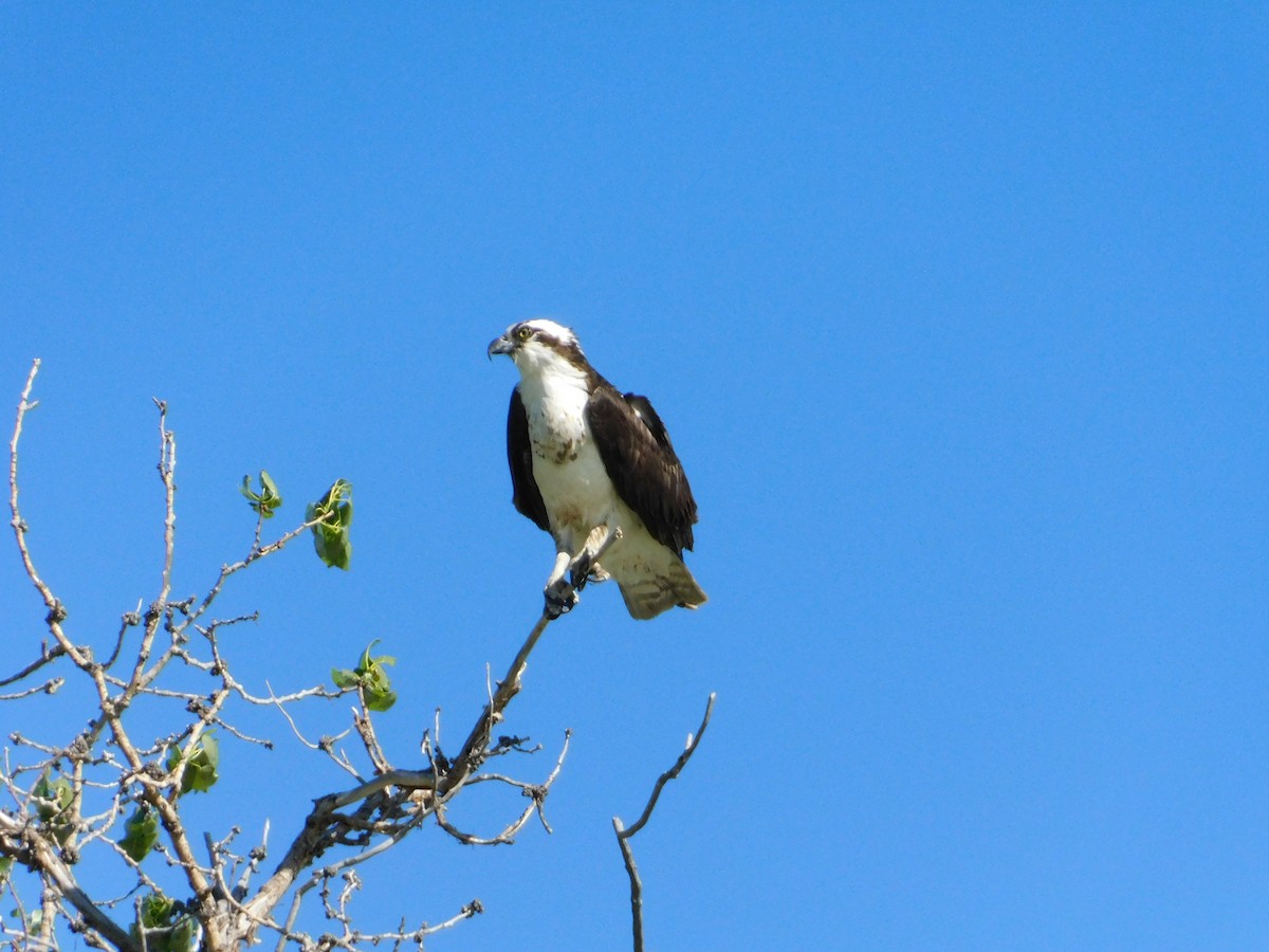 Osprey (carolinensis) - ML620274219