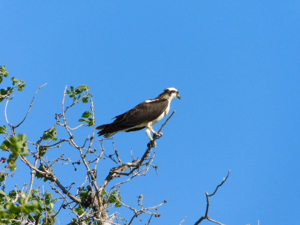 Osprey (carolinensis) - ML620274221