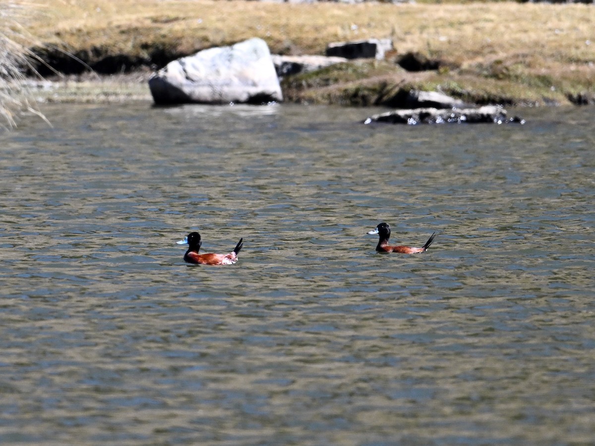 Andean Duck - Laurence Habenicht