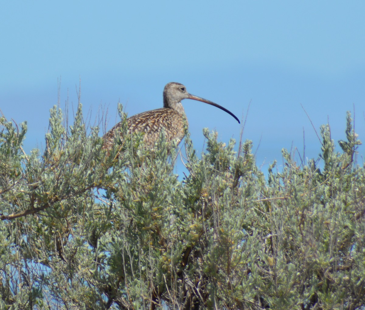 Long-billed Curlew - ML620274233