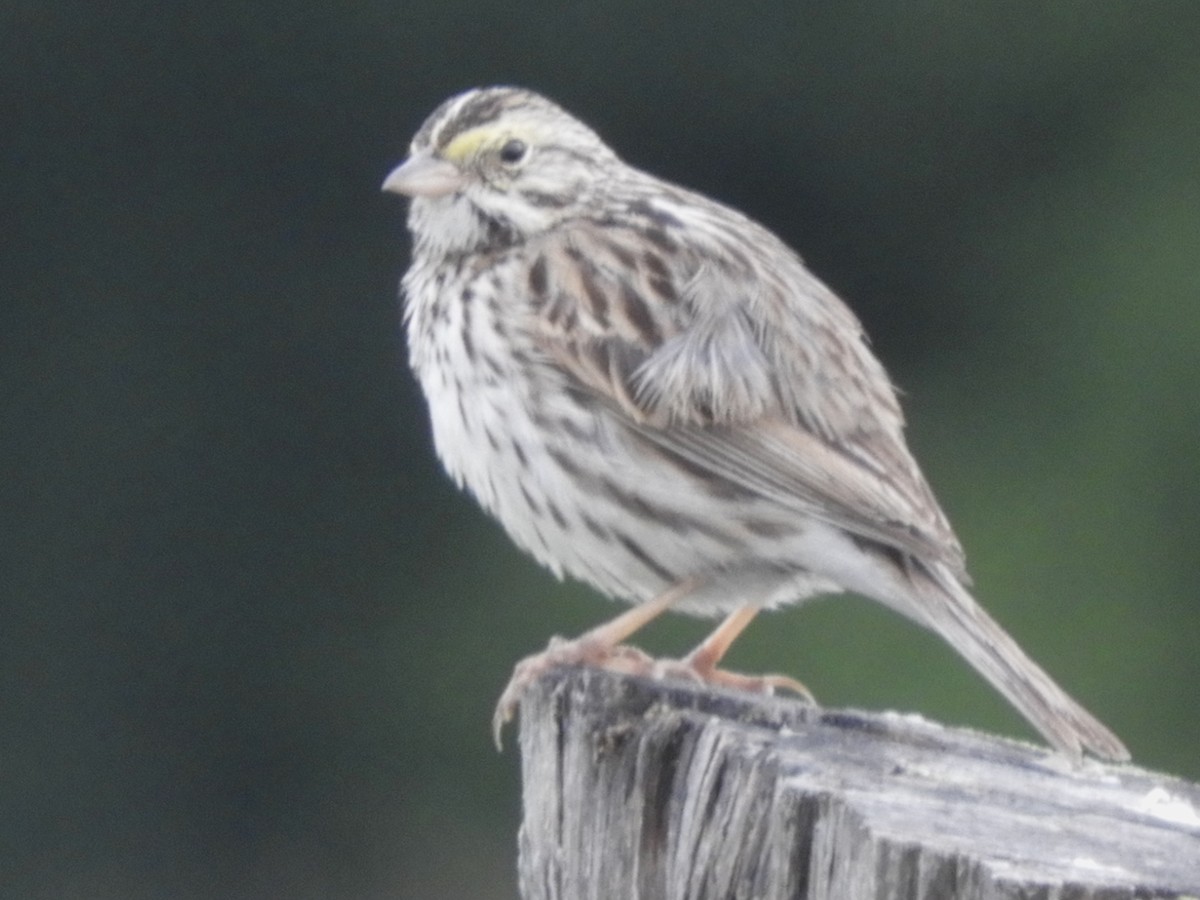 Savannah Sparrow - ML620274235