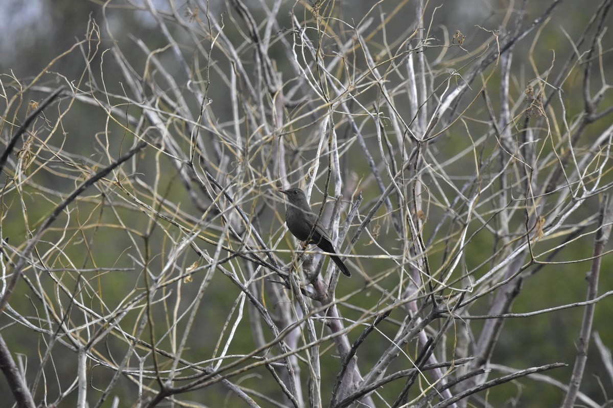 Merle chiguanco - ML620274238