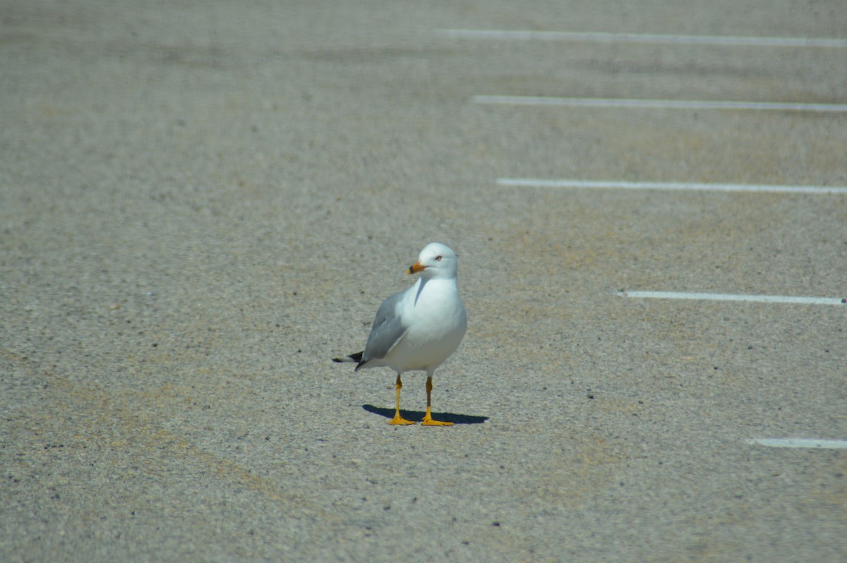 Gaviota Californiana - ML620274239