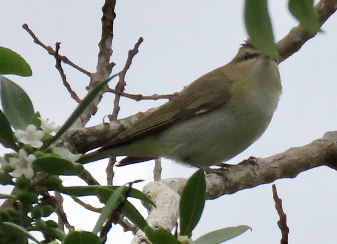 rødøyevireo - ML620274241