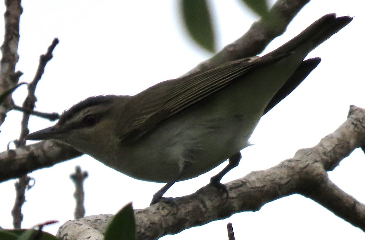 Kızıl Gözlü Vireo - ML620274242