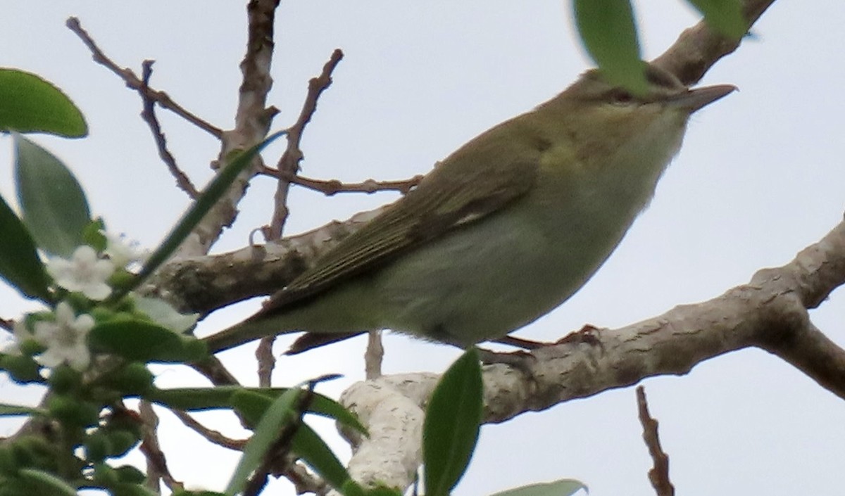 Red-eyed Vireo - ML620274243