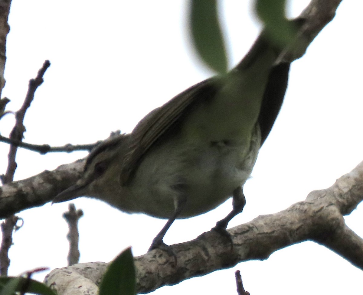 Red-eyed Vireo - ML620274244