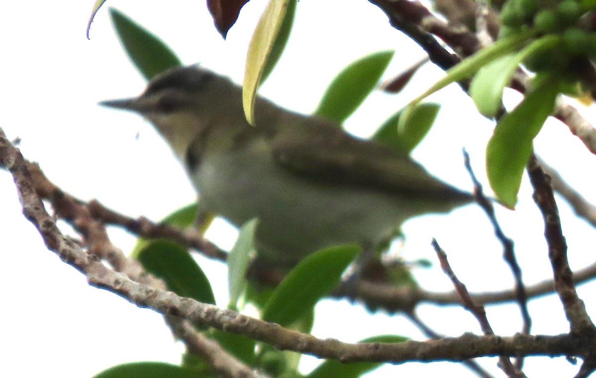 Red-eyed Vireo - ML620274245