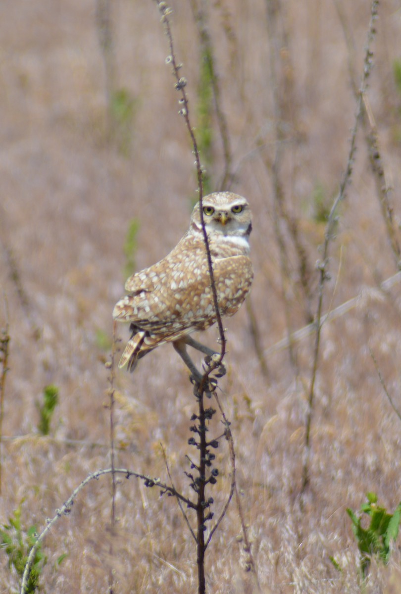 Burrowing Owl - ML620274252