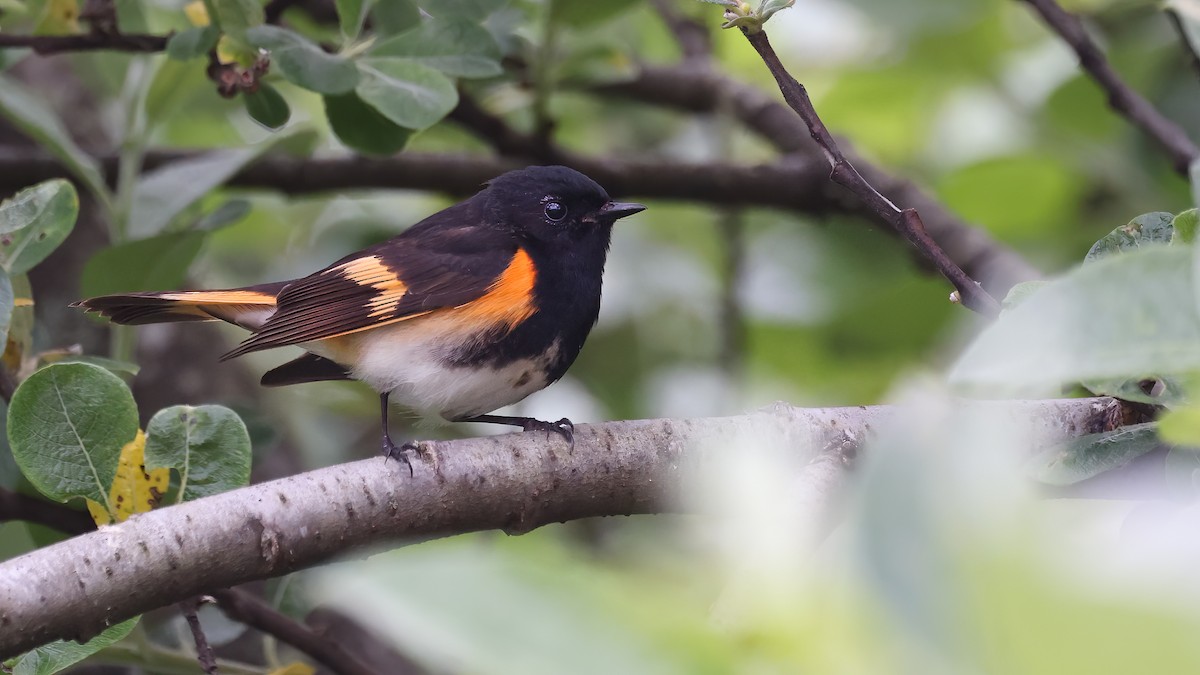 American Redstart - ML620274258