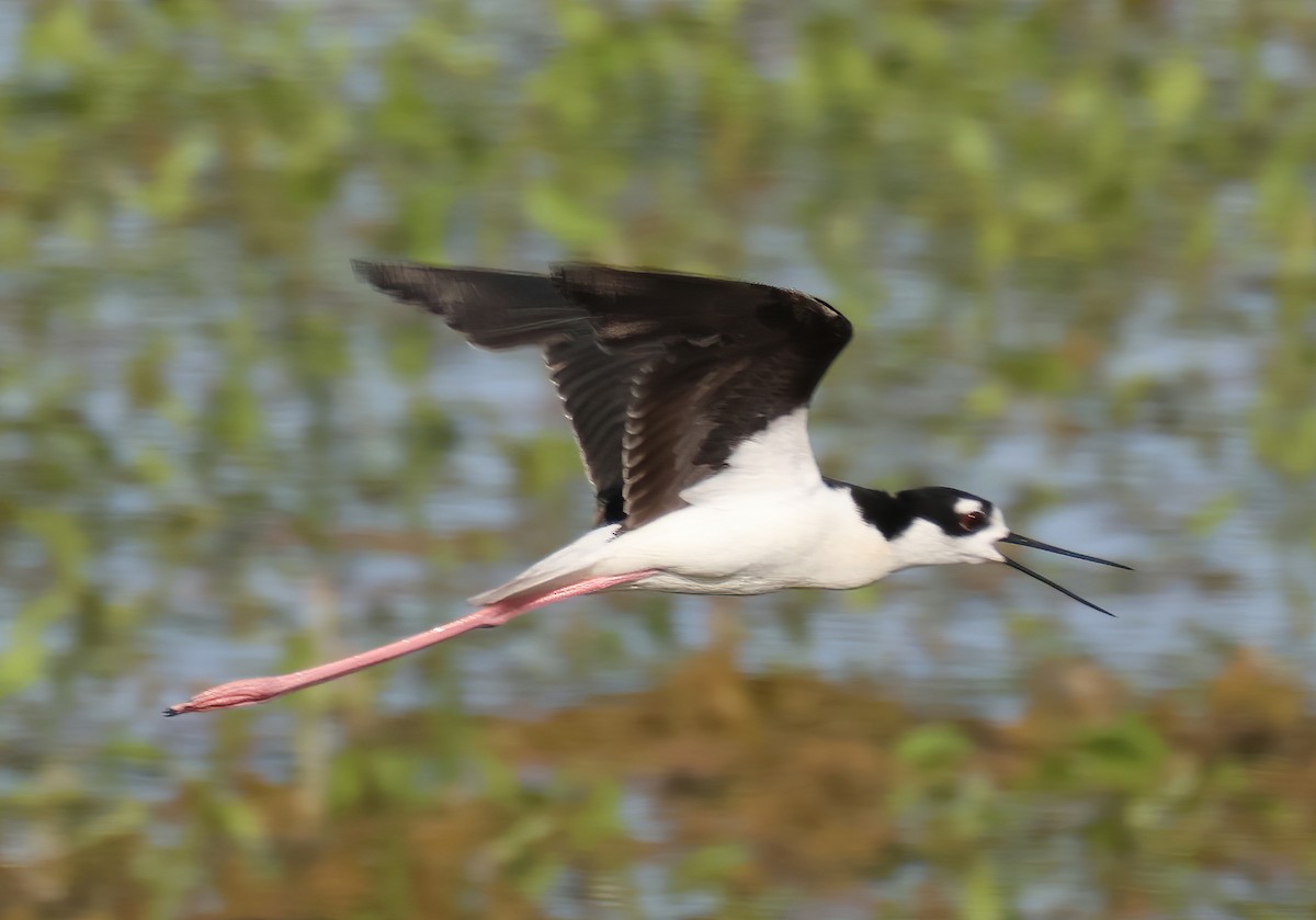 Black-necked Stilt - ML620274268