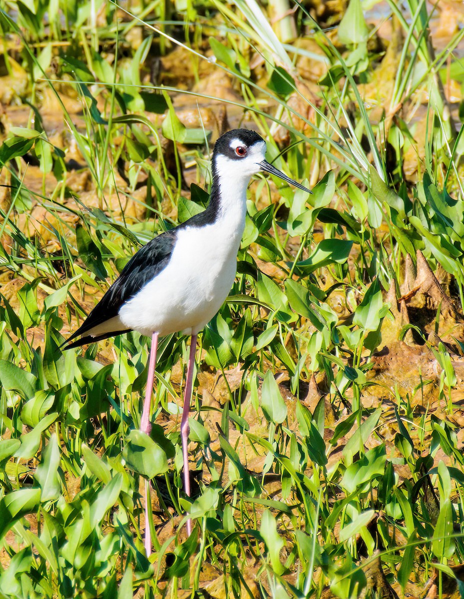 Black-necked Stilt - ML620274269