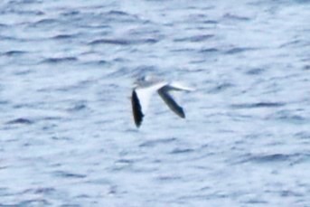 Sabine's Gull - ML620274271