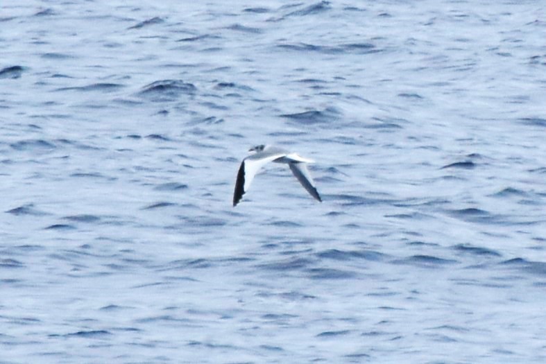 Sabine's Gull - ML620274273