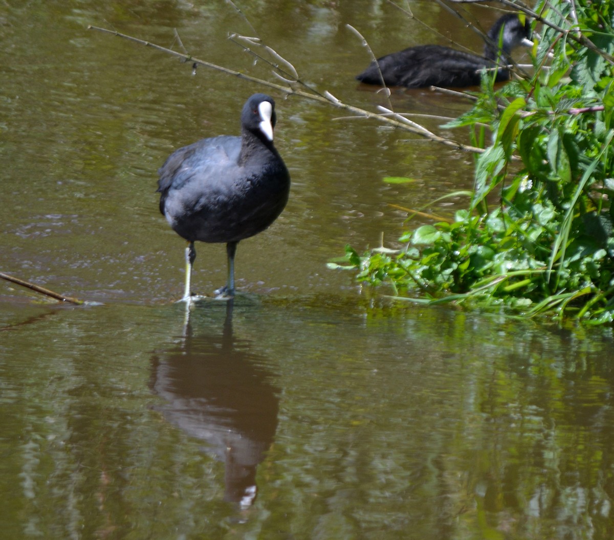 Eurasian Coot - ML620274276