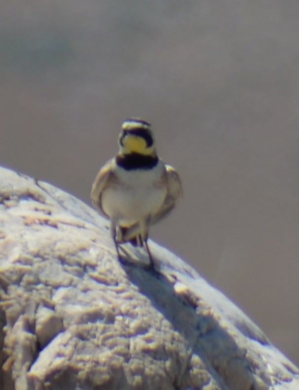 Horned Lark - ML620274280