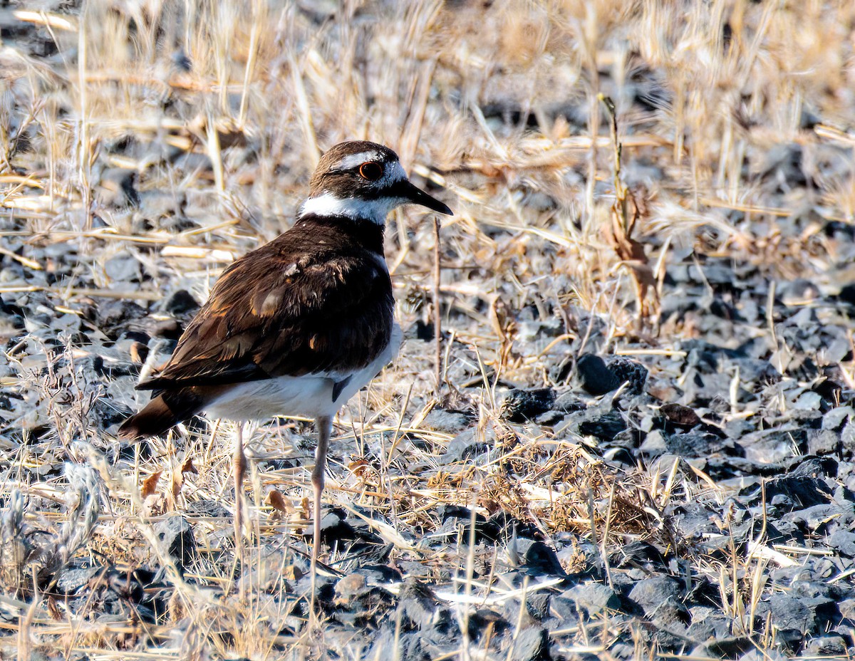 Killdeer - ML620274288