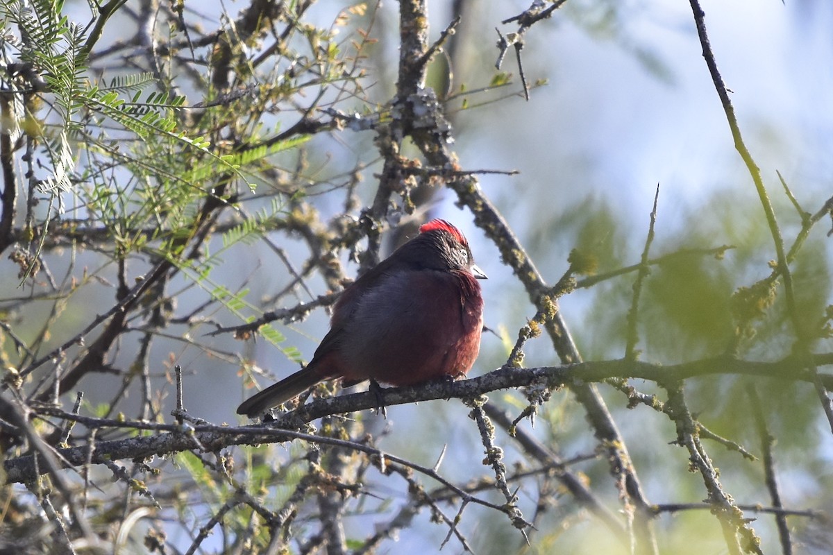 Red-crested Finch - ML620274296