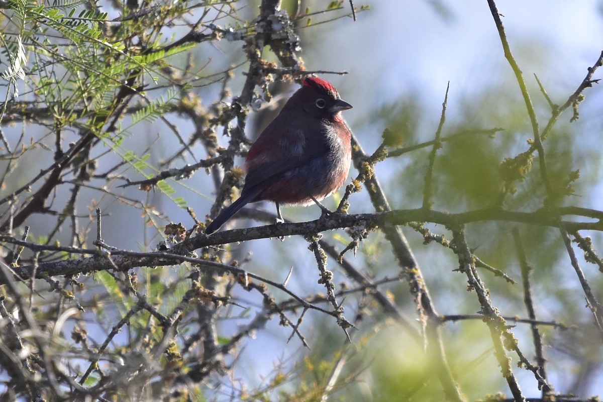 Red-crested Finch - ML620274297