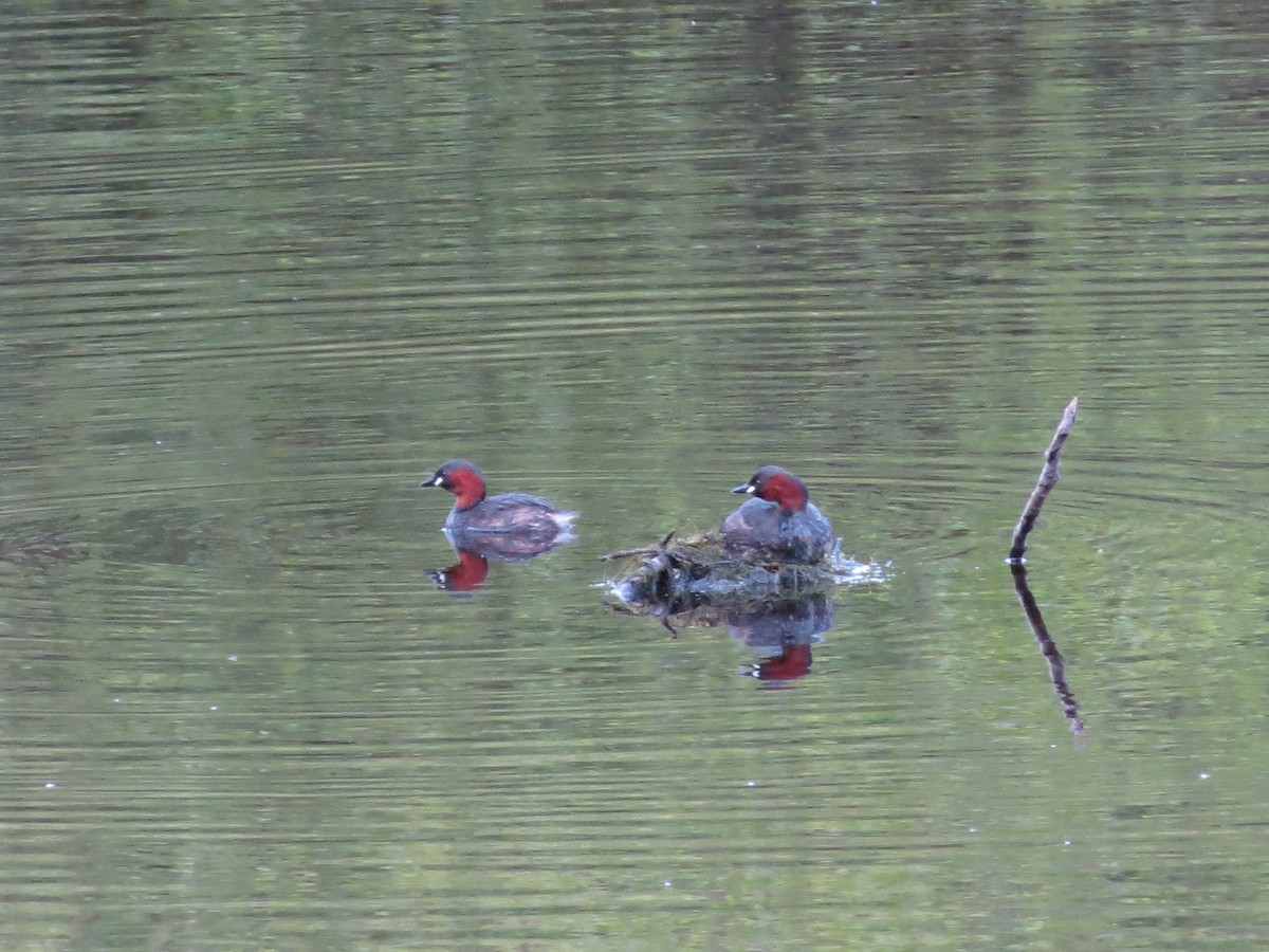 Little Grebe - ML620274299