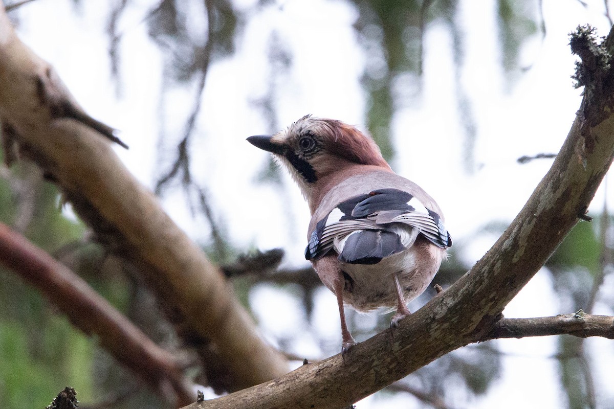 Eurasian Jay - ML620274300