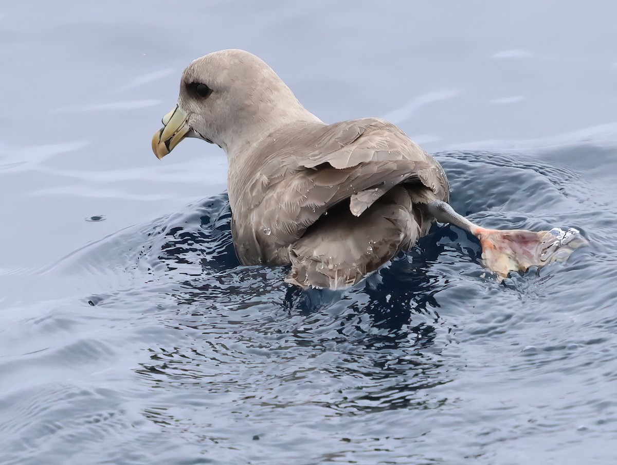 Northern Fulmar - ML620274304