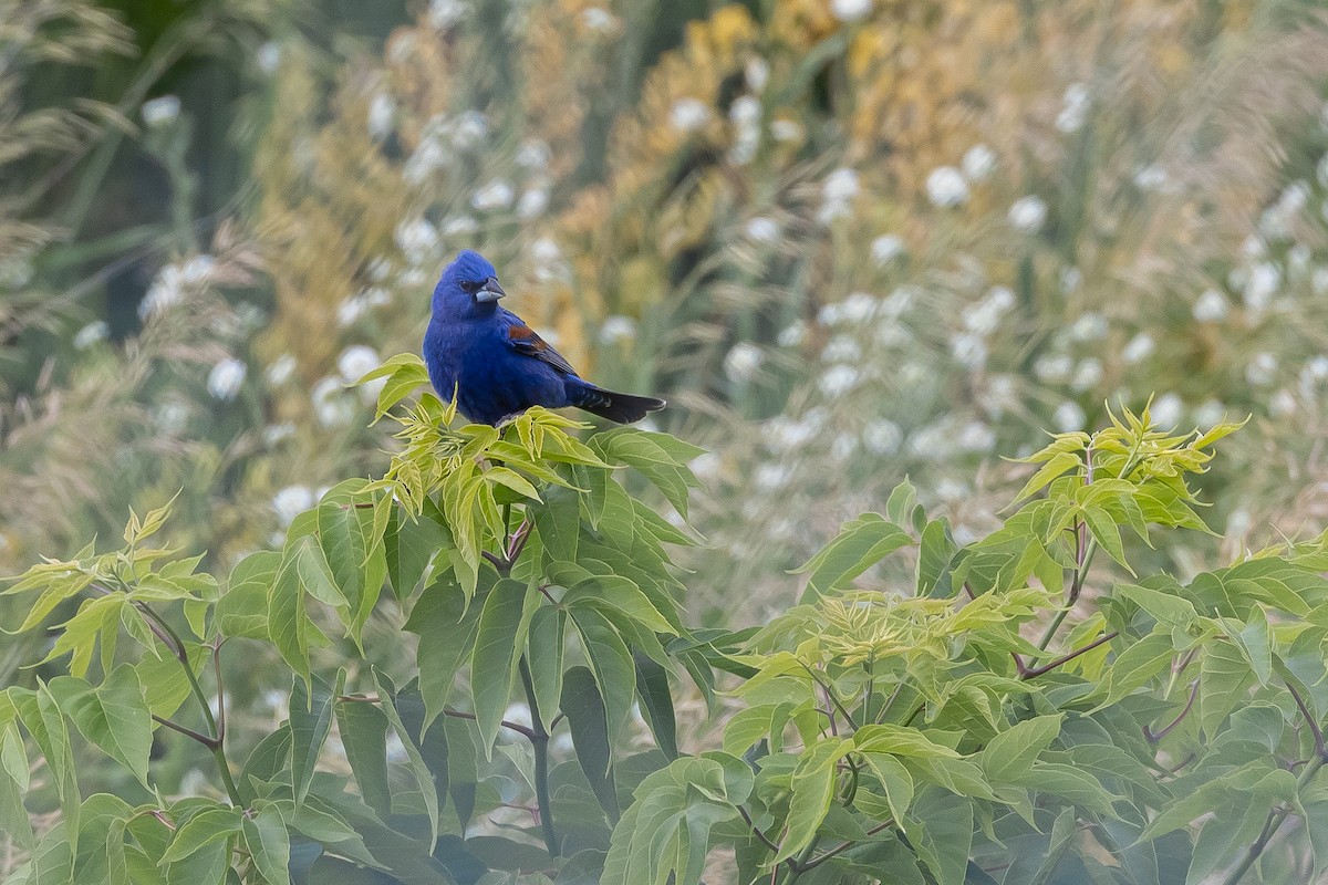 Blue Grosbeak - ML620274308