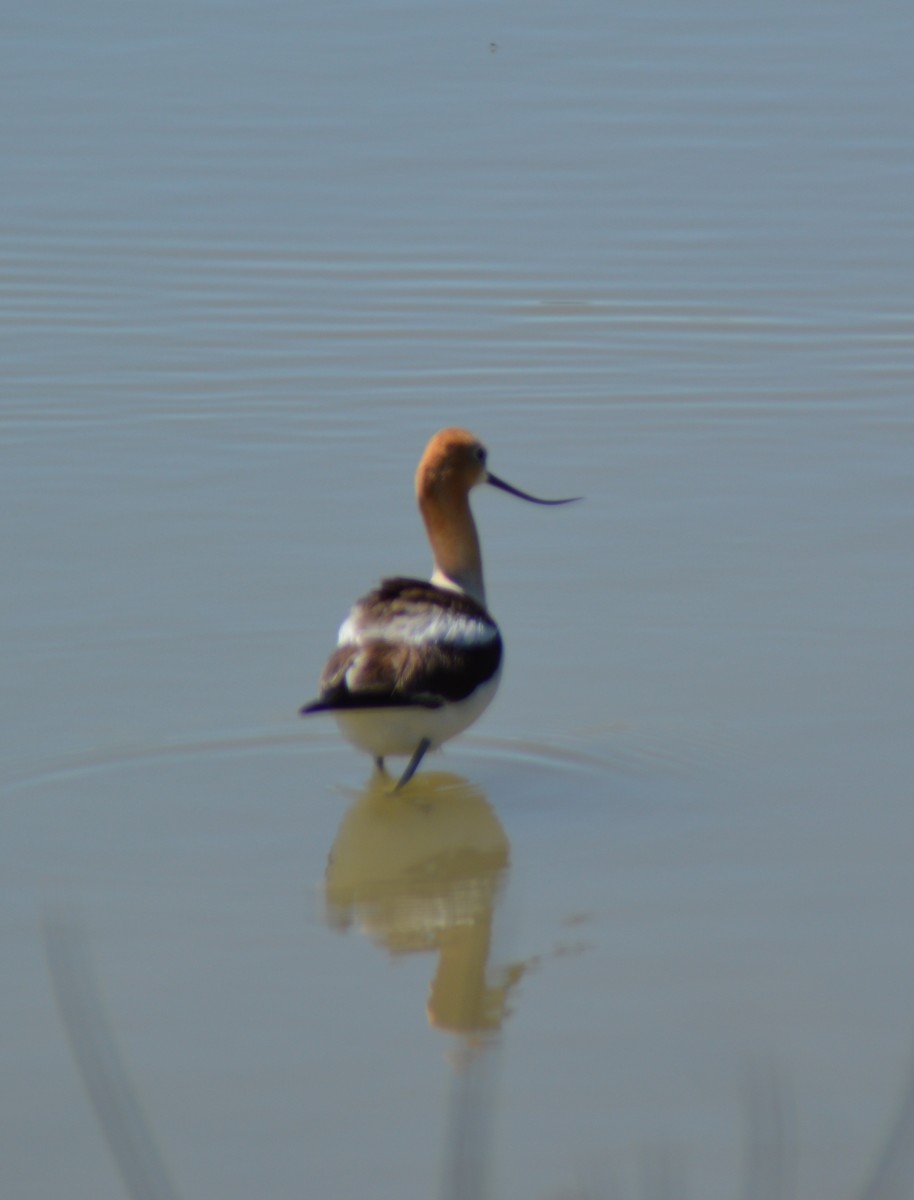 Avocette d'Amérique - ML620274310